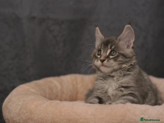 Maine Coon cats Mainecoon kittens TICA REGISTERED stunning - Advert 4