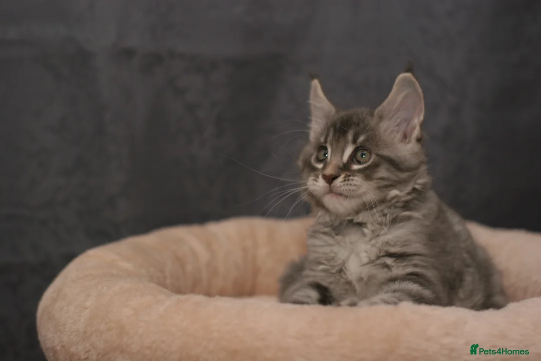 Maine Coon cats for sale: Mainecoon kittens TICA REGISTERED stunning - Advert 2