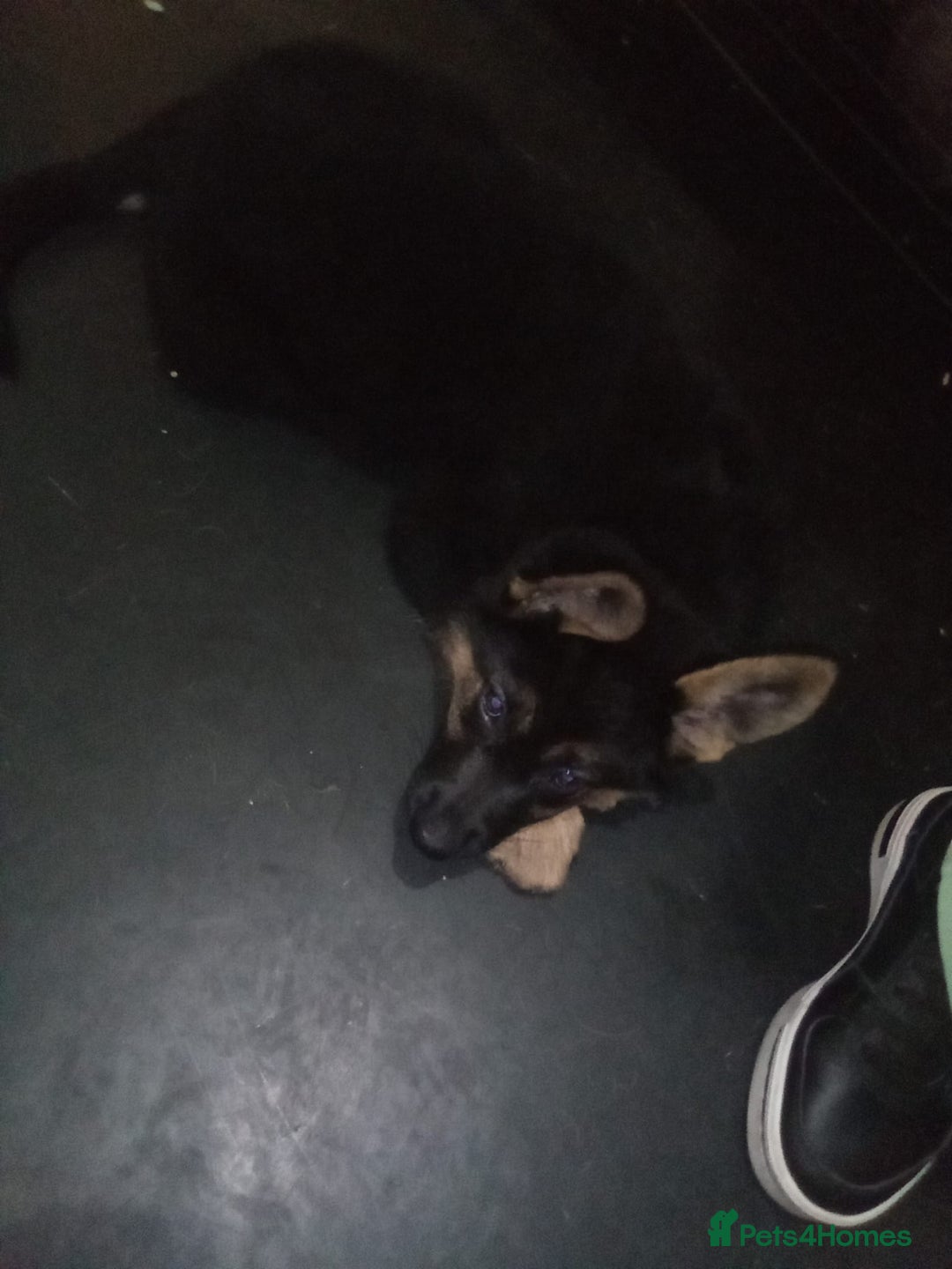 German Shepherd dogs for sale: 9 week old german shepard - Image 2