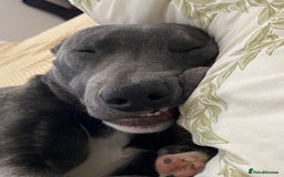 Mixed Breed dogs for sale: Baloo in Arbroath - Image 4