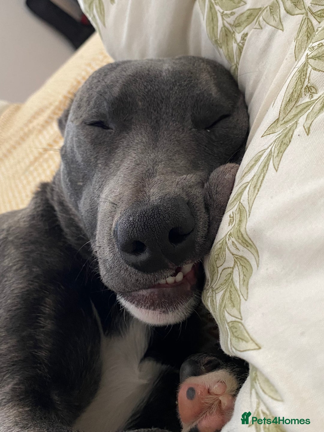 Mixed Breed dogs for sale: Baloo in Arbroath - Image 4