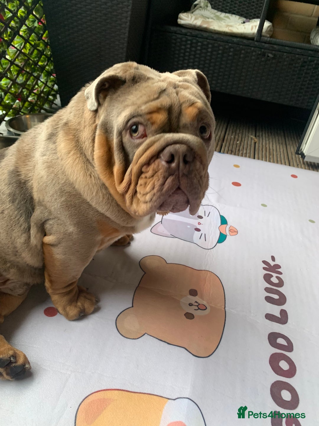 English Bulldog dogs for sale: English bulldog - Advert 2