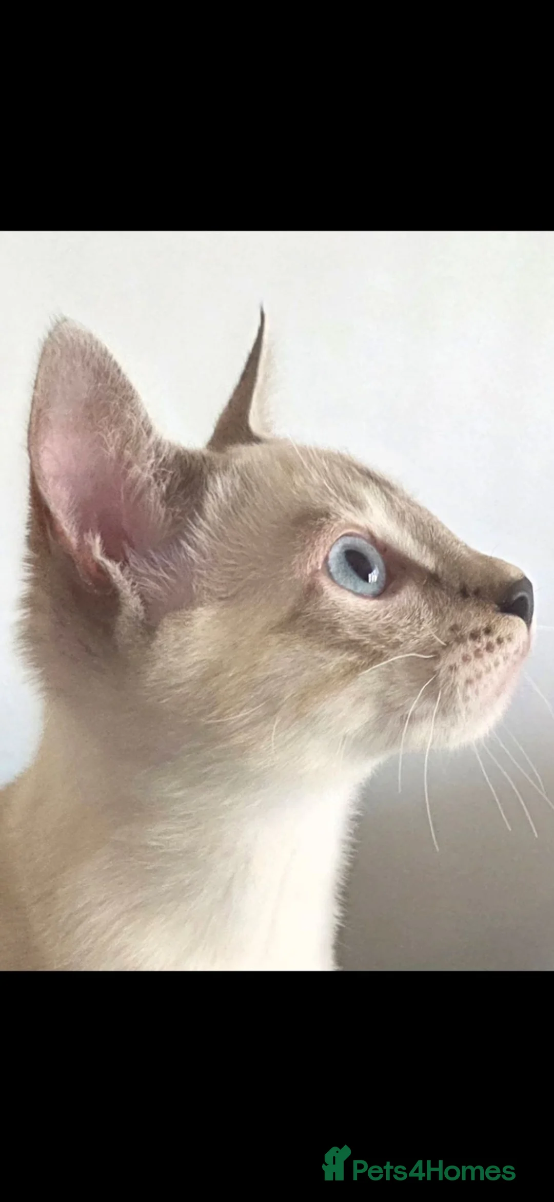 Bengal cats for sale: Outstanding Tica Show quality bengal kitten's - Advert 24