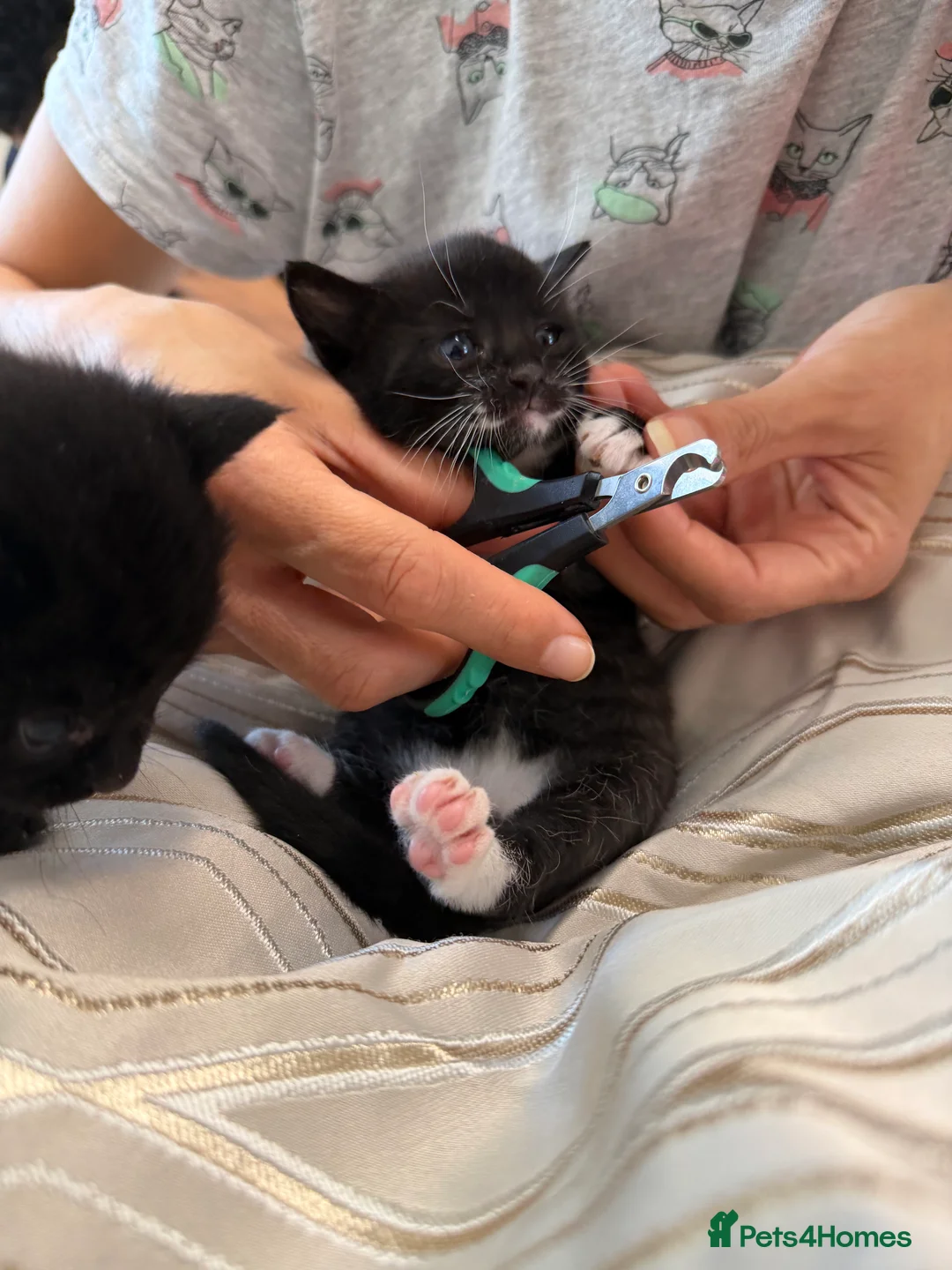 Mixed Breed cats for sale: 5 beautiful grey/black/white kittens in London - Advert 27