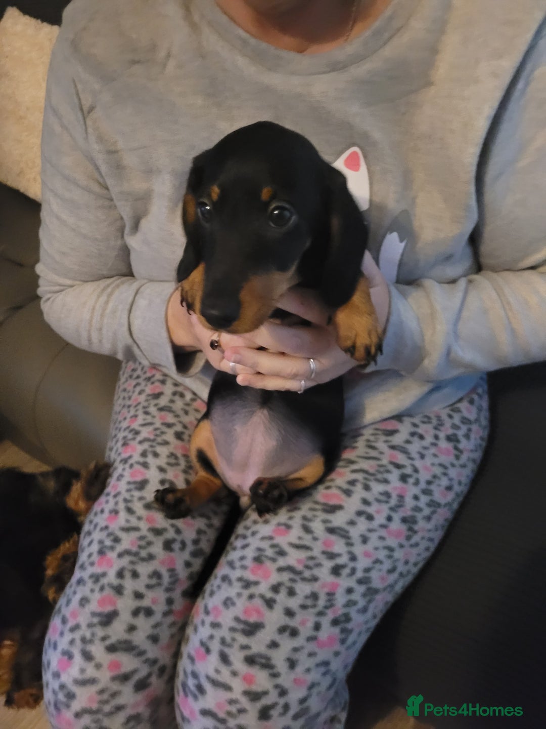 Dachshund dogs for sale: Miniture dachshunds  - Image 3