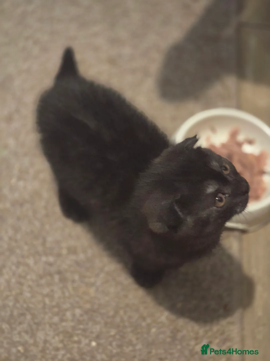 Scottish Fold cats for sale: 🥰LAST  BOY 💜🩵 - Advert 18