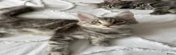 Maine Coon cats for sale: 🐾 Beautiful Maine Coon Kittens Forever Homes🐾 - Advert 17