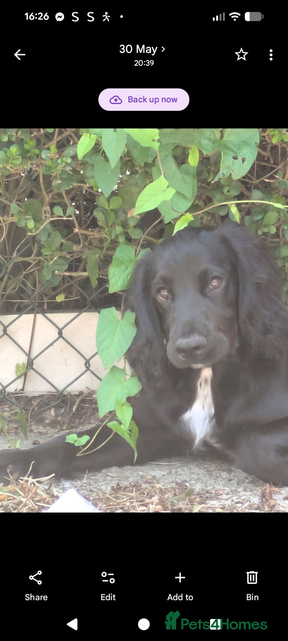Cocker Spaniel dogs KC Registered Black Cocker Spaniel Stud (unproven) - Advert 10