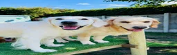 Golden Retriever dogs for sale: ⭐️Cream KC Golden Retriever Puppies⭐️ - Advert 8