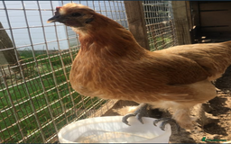 Chickens poultry for sale: Chicken - Image 2