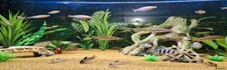 Loaches fish for sale: Clown loach and Flying Silver Fox - Advert 4