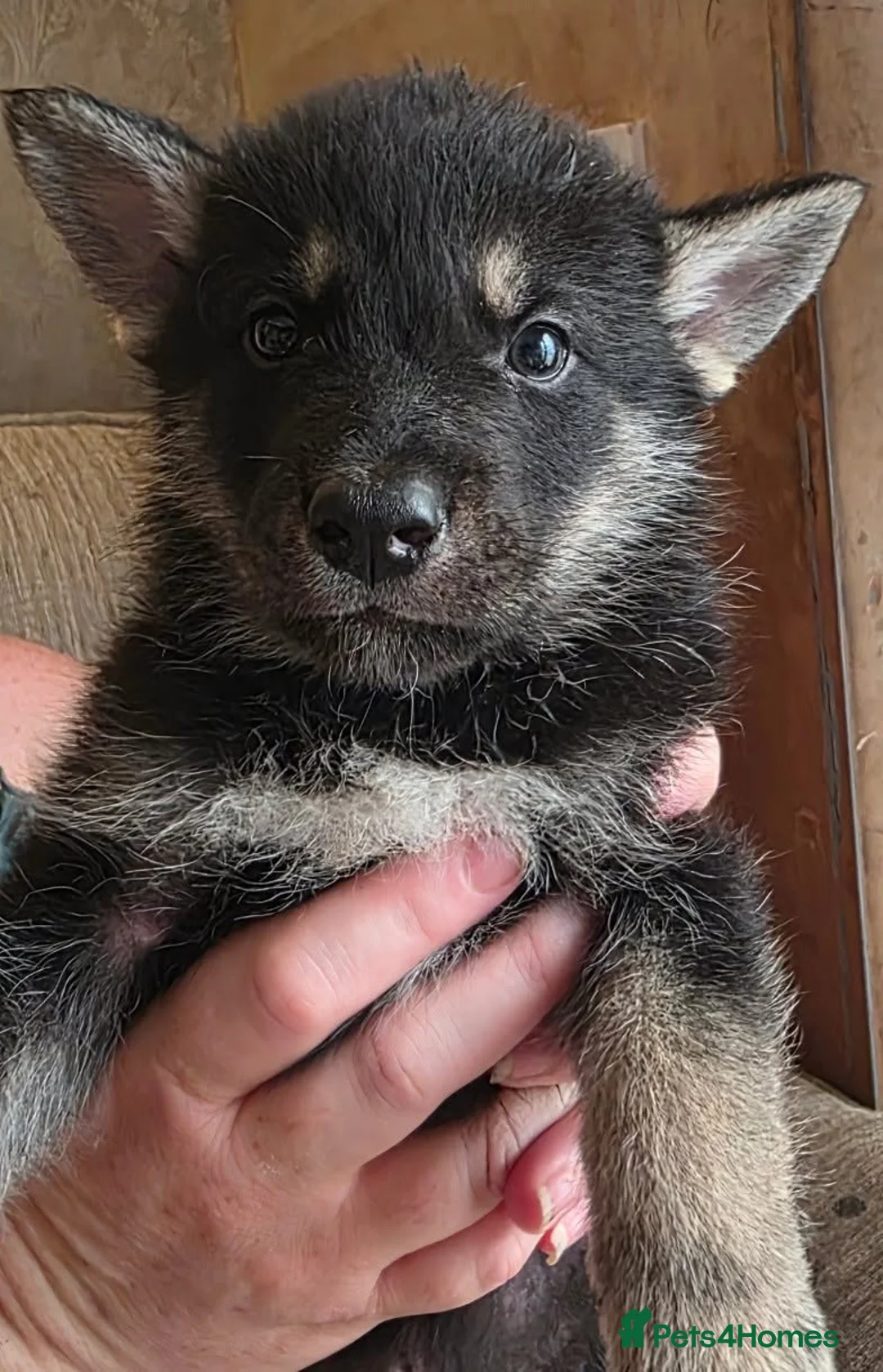 Tamaskan dogs for sale: Tamaskan Puppies *Health Tested Parents* - Advert 12