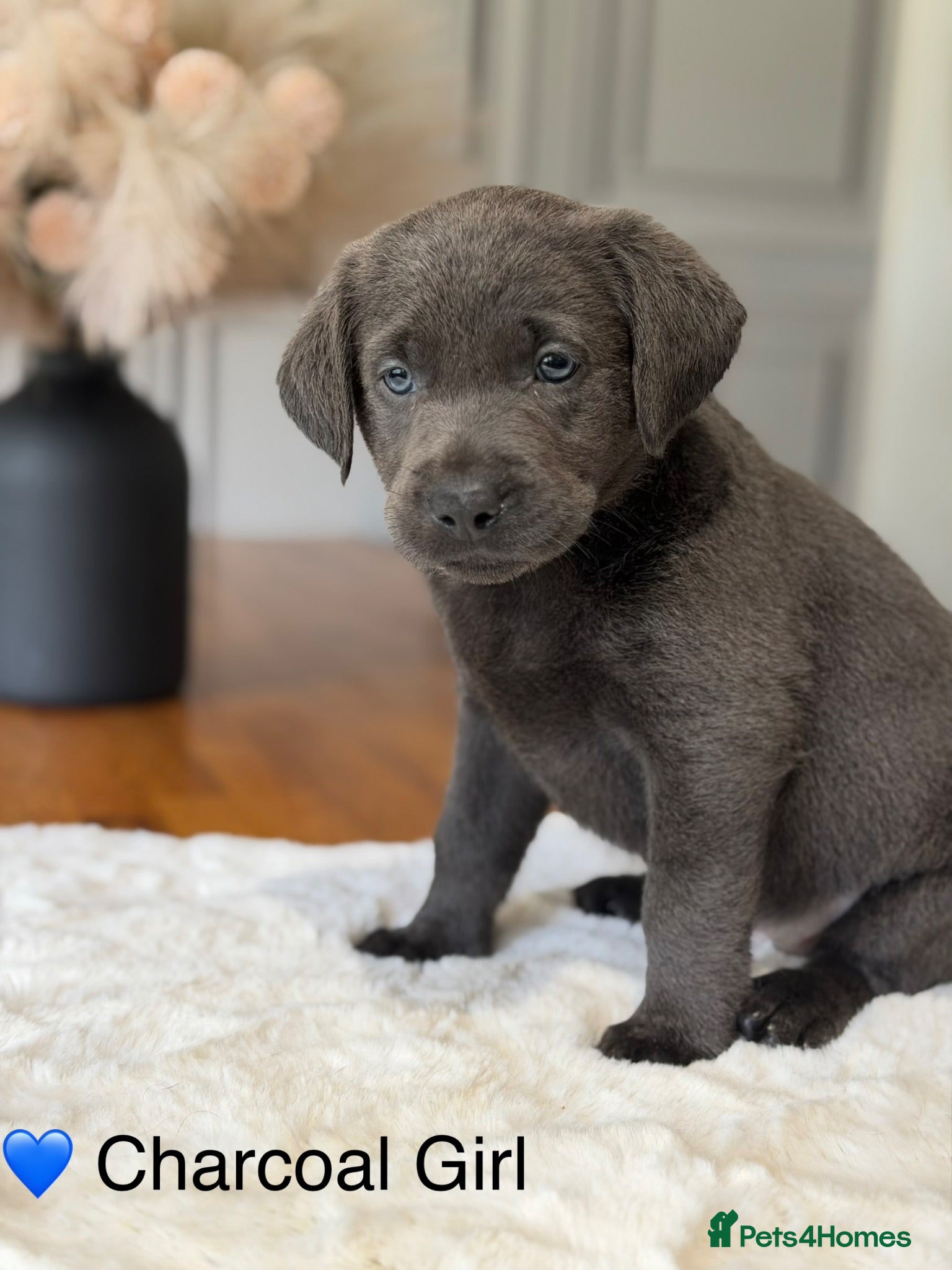 Labrador Retriever dogs Stunning Silver/Charcoal Labrador pups - Advert 1