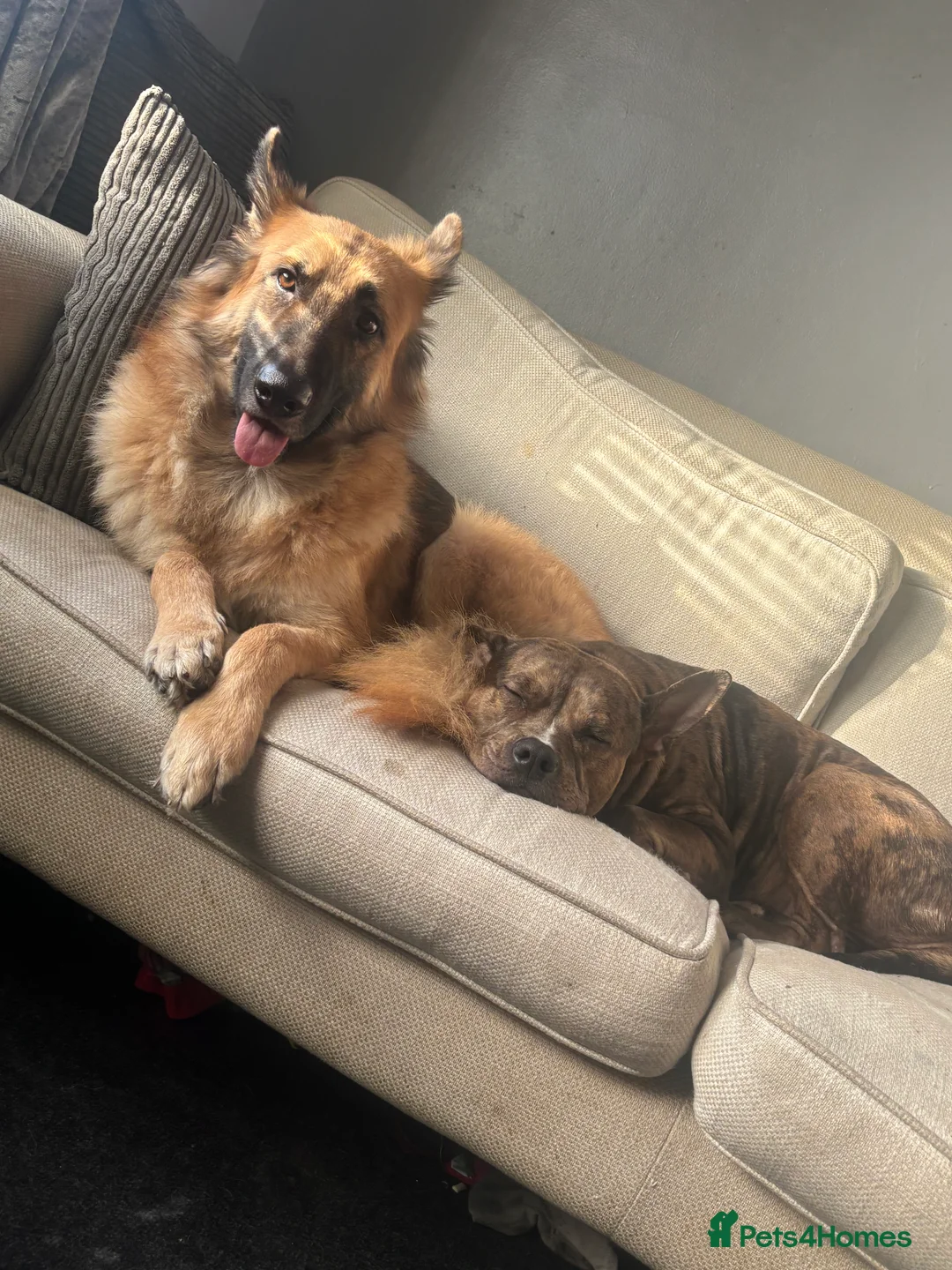 Mixed Breed dogs for sale: Beautiful staffy x German Shepard puppies - Advert 3