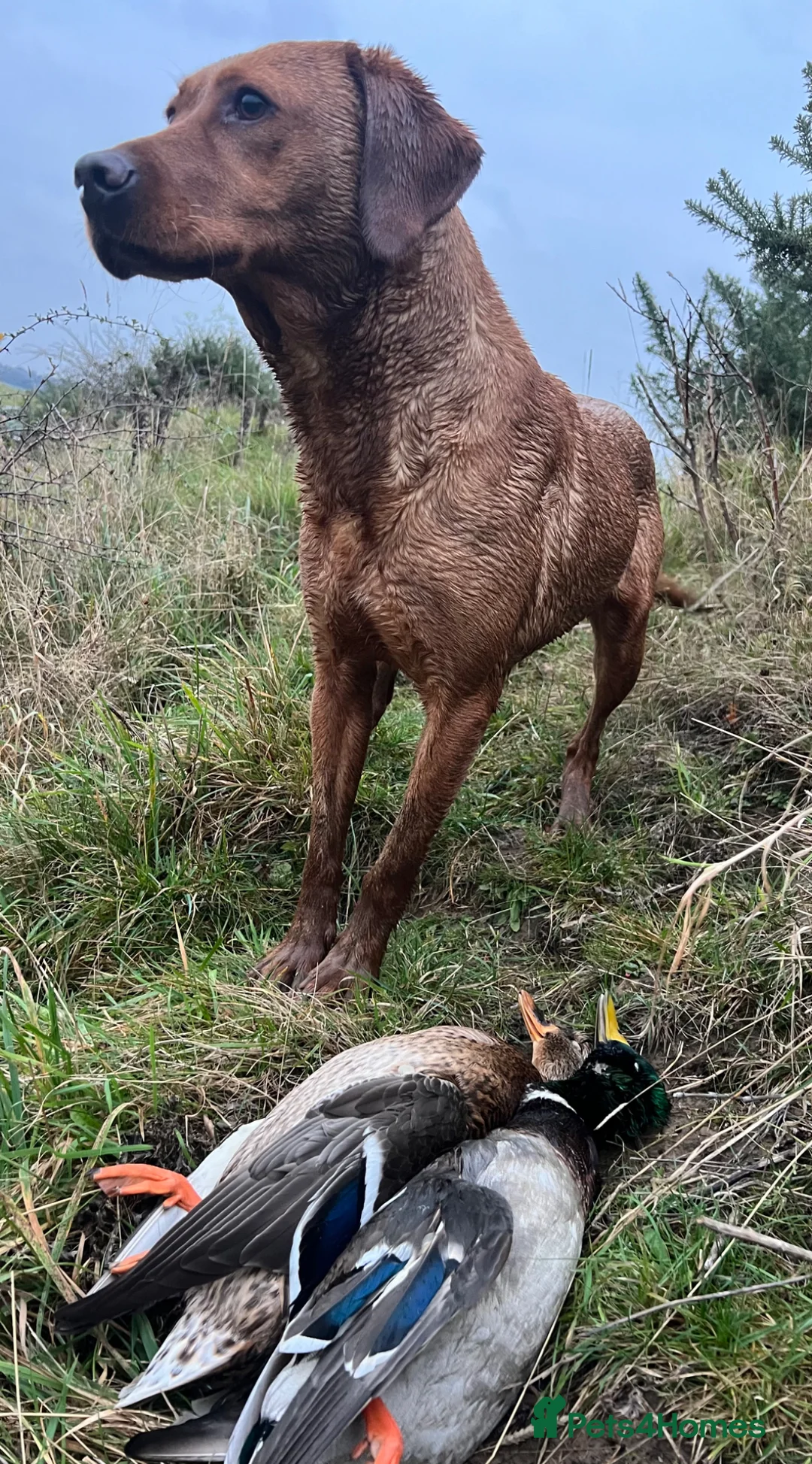 Labrador Retriever dogs for sale: Beautiful fox red Labrador pups in Ryton - Advert 12