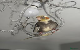 Cockatiels birds for sale: Male&female cockatiel for sale - Image 4