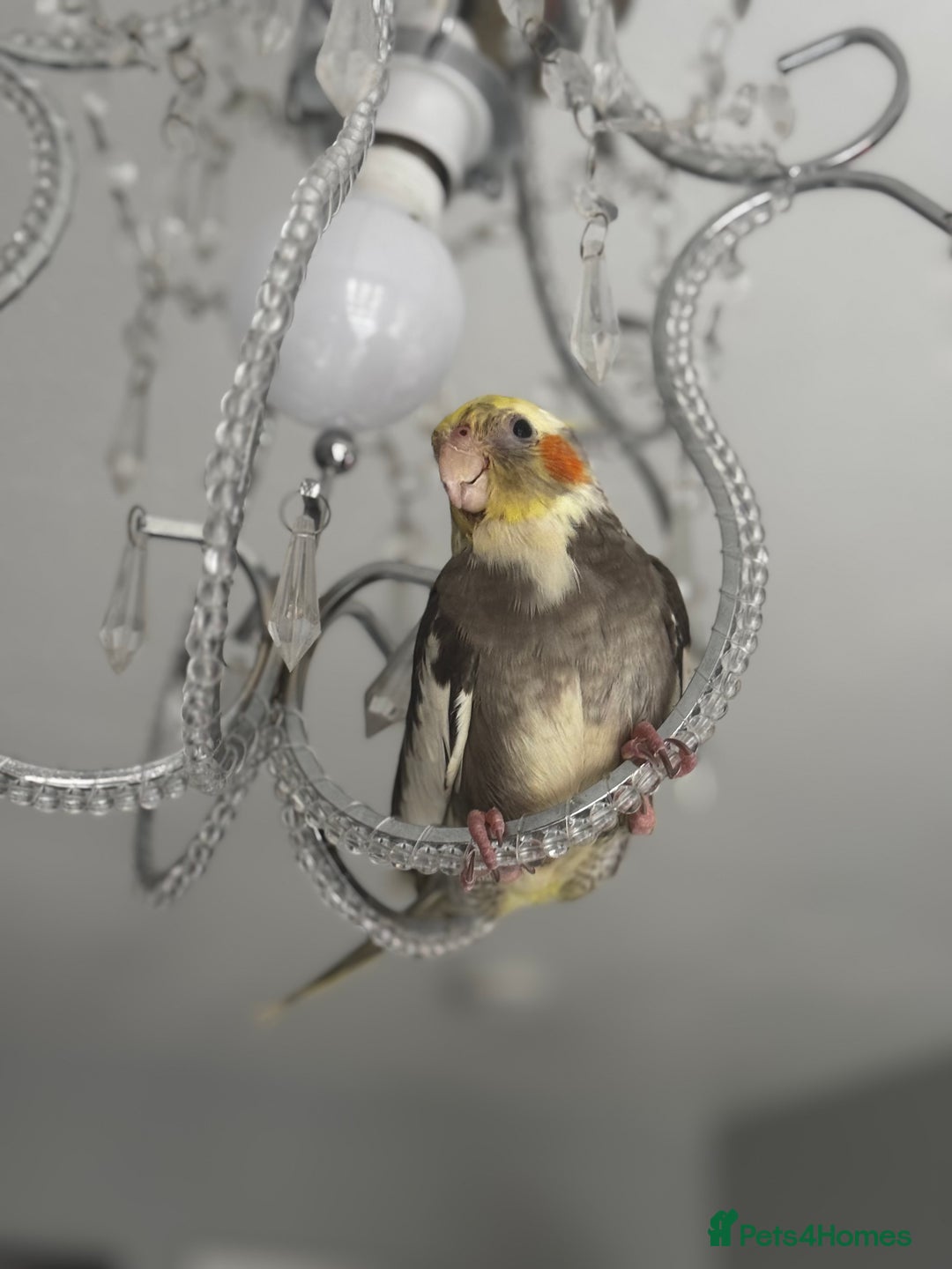 Cockatiels birds for sale: Male&female cockatiel for sale - Image 4