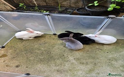 Rex rabbits for sale: Various rex rabbits for rehoming available now - Image 1