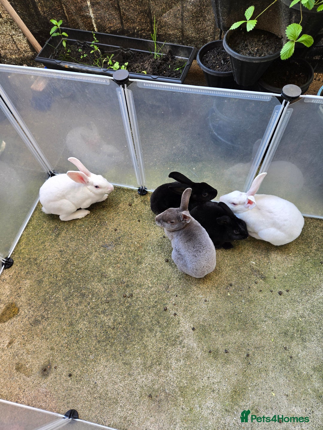 Rex rabbits for sale: Various rex rabbits for rehoming available now - Image 1