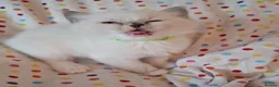 Ragdoll cats for sale: 🐾🤍OUR BEAUTIFUL NEW RAGDOLL–5 GIRLS & 1 BOY 🤍🐾 - Advert 30