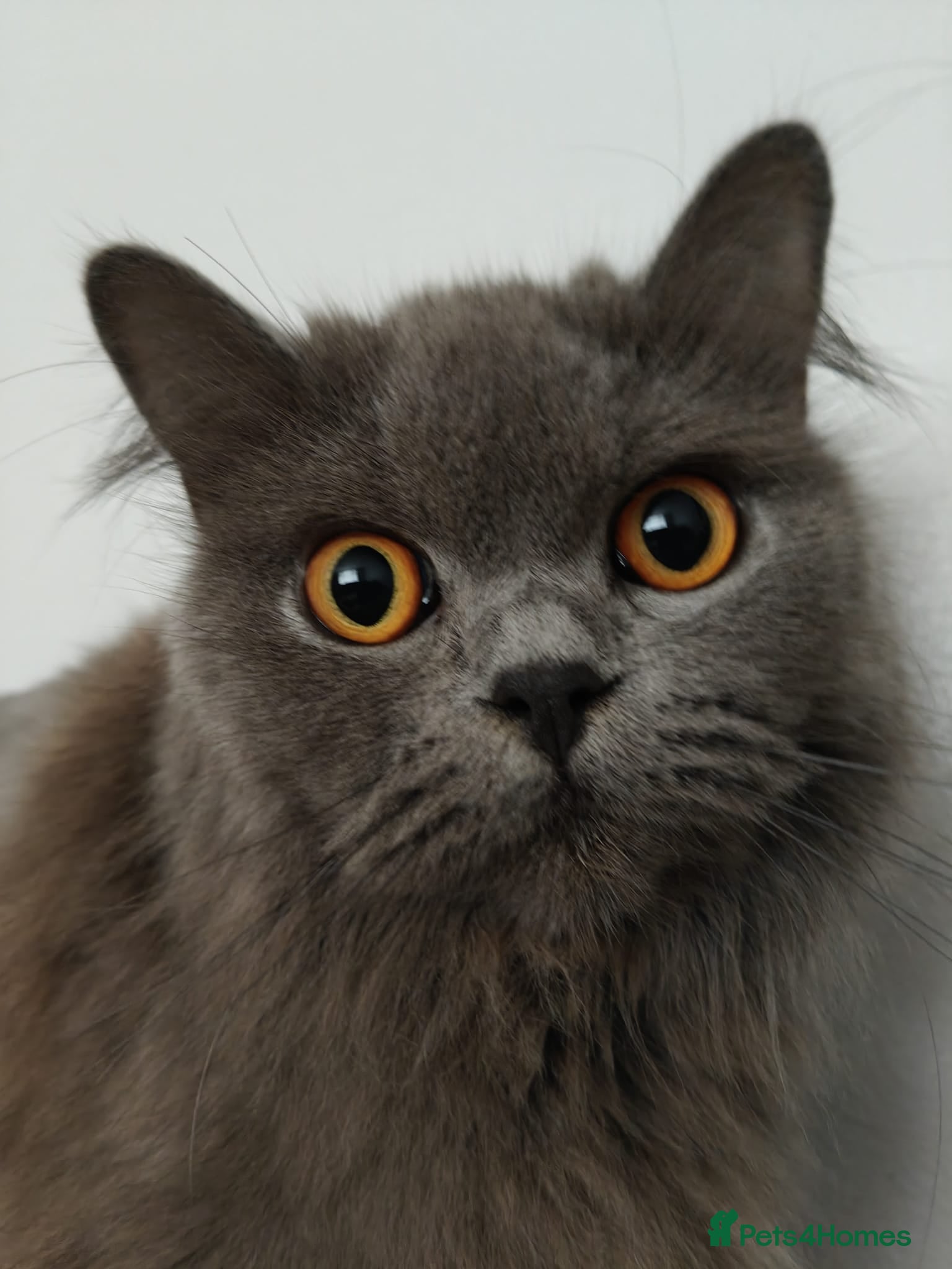 Mixed Breed cats Scottish fold Zeus - Advert 1