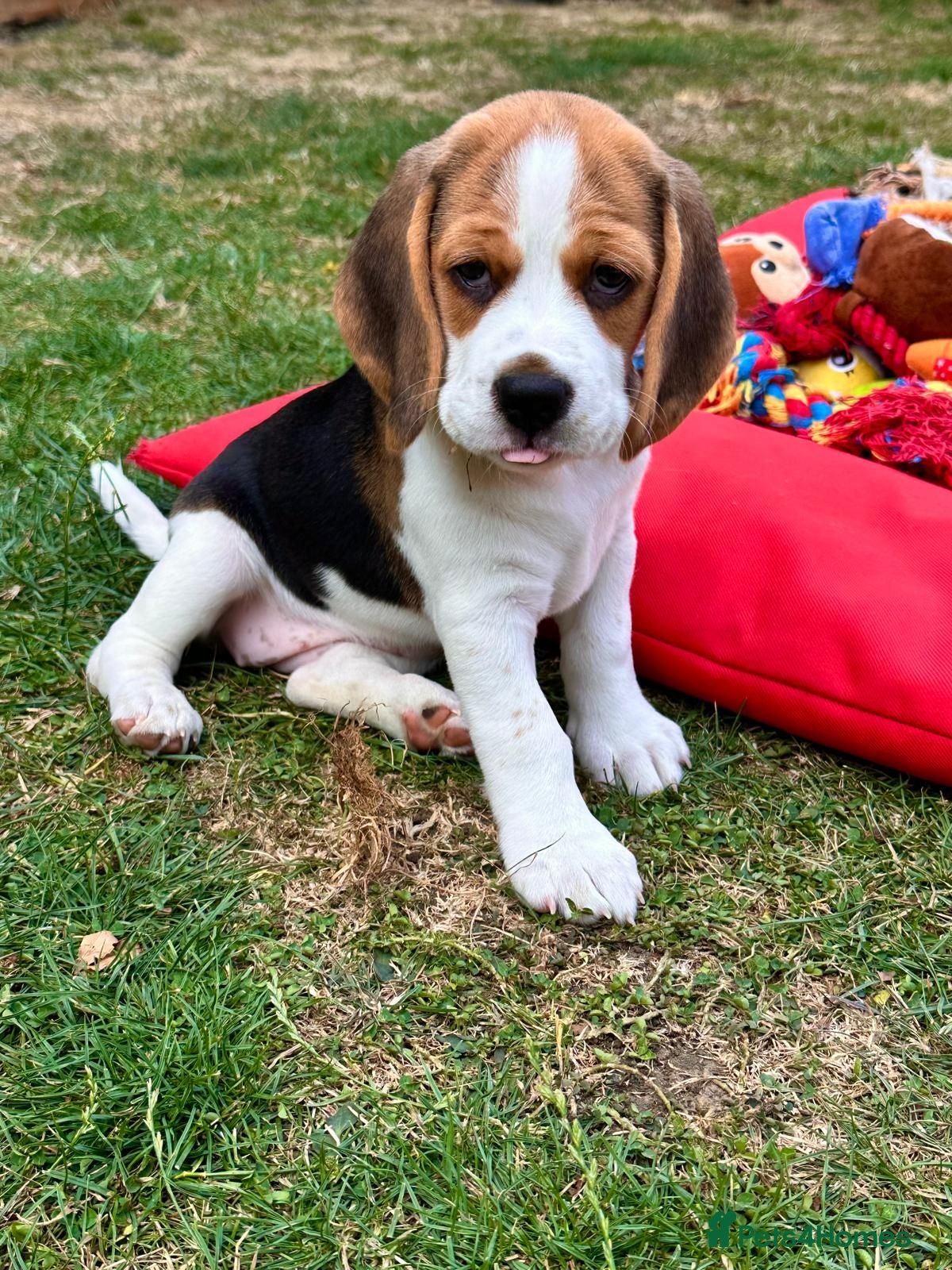 Beagle dogs Six Gorgeous KC Reg Pups- Champion Bloodline - Advert 2