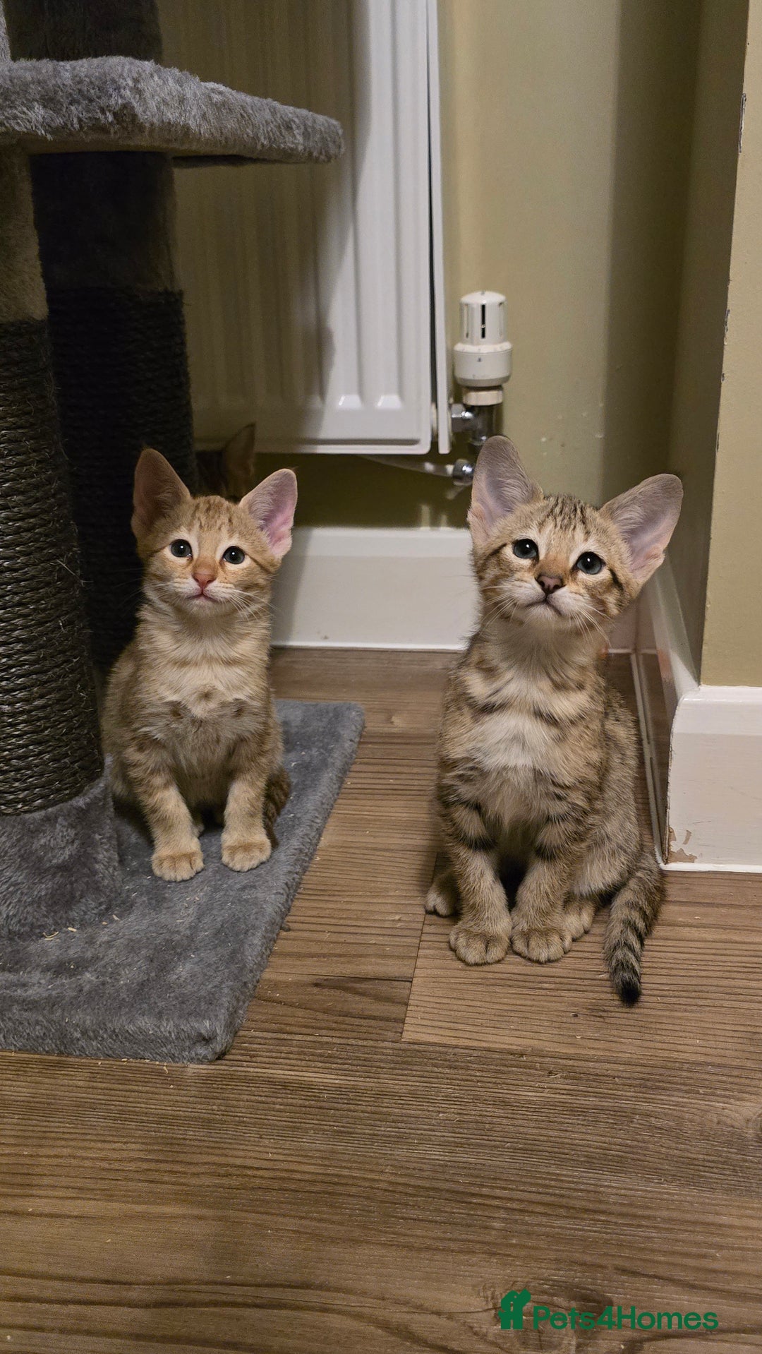 Savannah cats for sale: F3 Tica Registered Savannah Kittens  - Advert 2