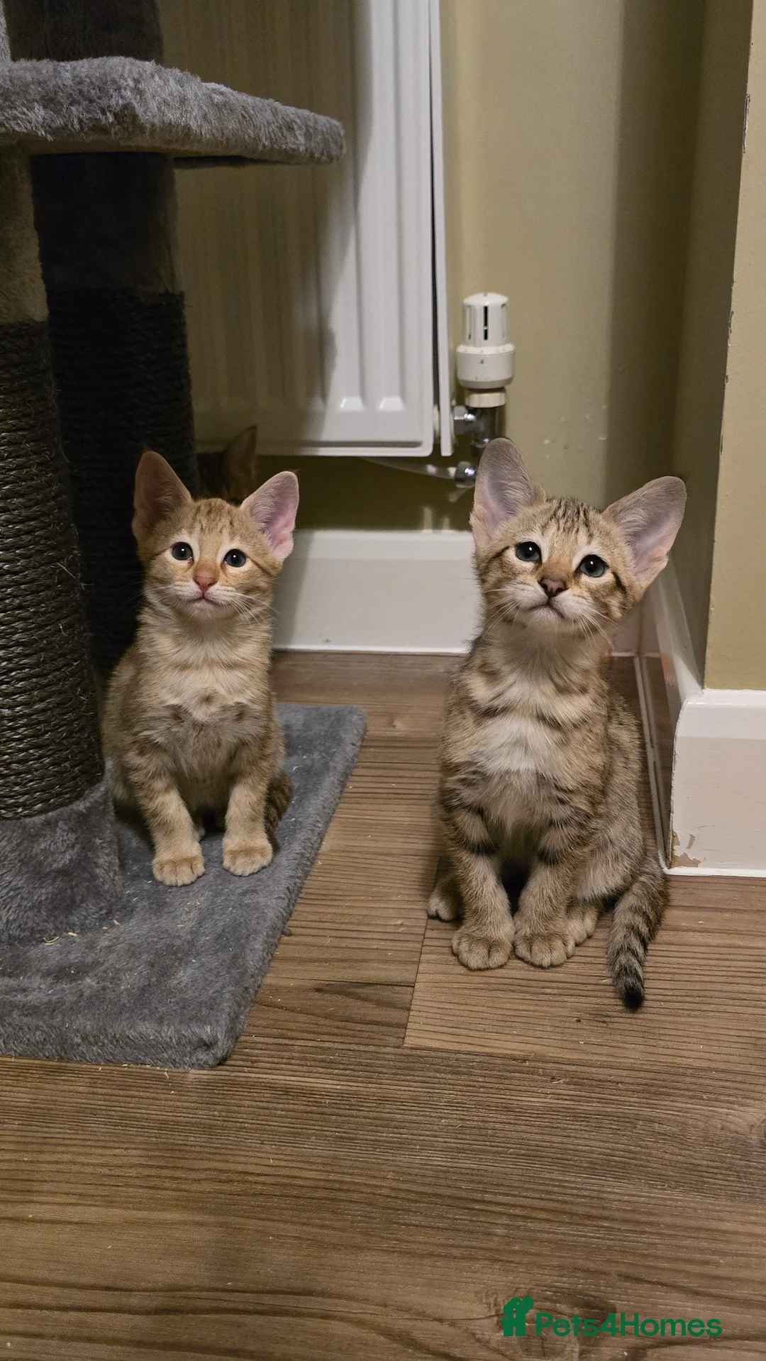 Savannah cats for sale: F3 Tica Registered Savannah Kitten - Cinnamon girl - Advert 3