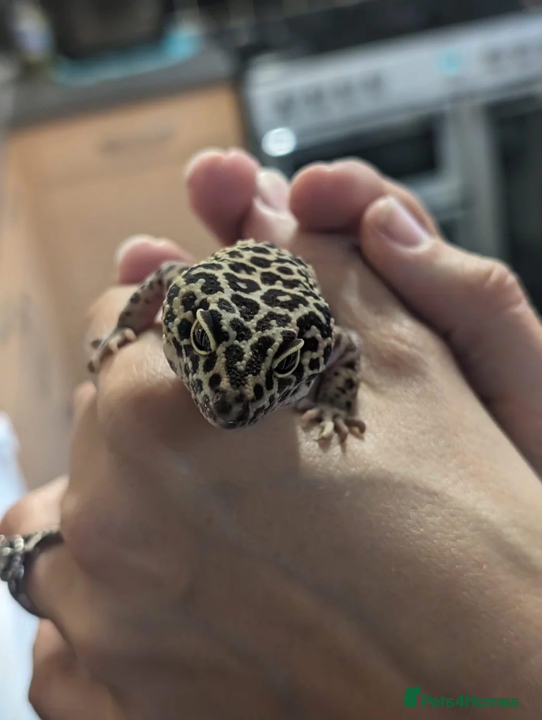 Leopard Gecko reptiles for sale: Beautiful Leopard Gecko for Sale with Full Set Up - Advert 1