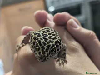 Leopard Gecko reptiles Beautiful Leopard Gecko for Sale with Full Set Up - Advert 2