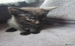 Mixed Breed cats for sale: Mixed breed kittens - Image 11