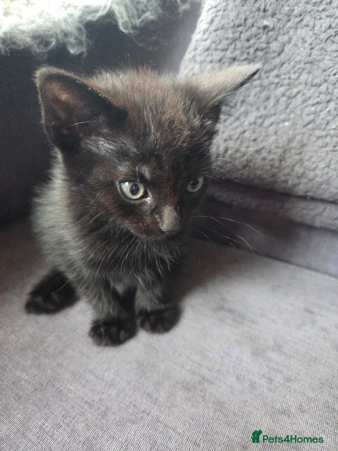 Mixed Breed cats for sale: Mixed breed kittens - Image 11