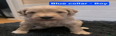 Goldendoodle Puppy 1