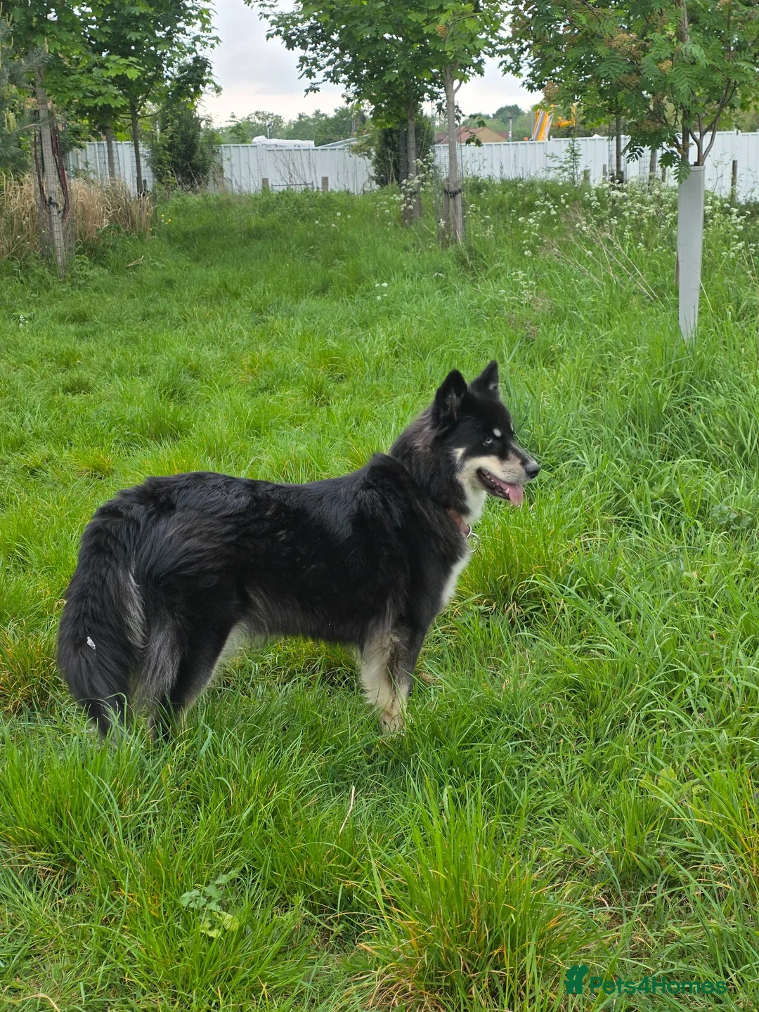 Siberian Husky dogs for sale: Yakutian Laika puppies  - Advert 14