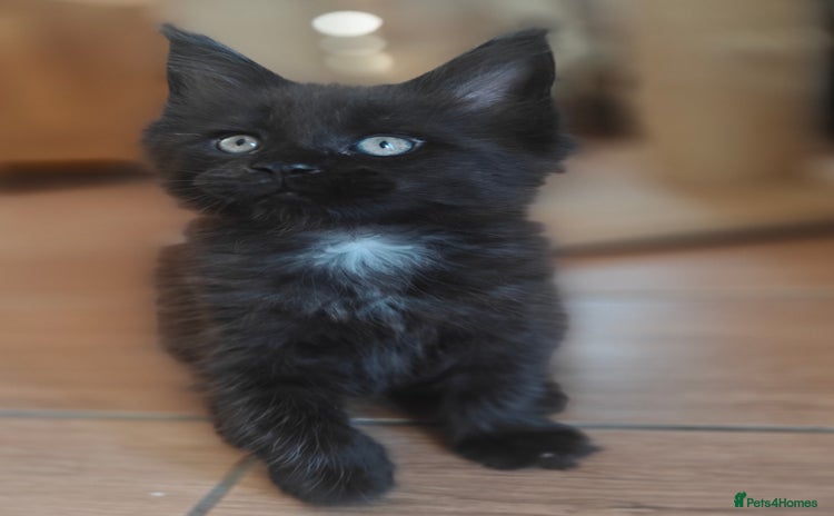 Maine Coon cats - Advert 4