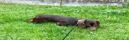 Miniature Dachshund dogs for stud: Handsome Miniature Dachshund Chocolate Stud  - Advert 4
