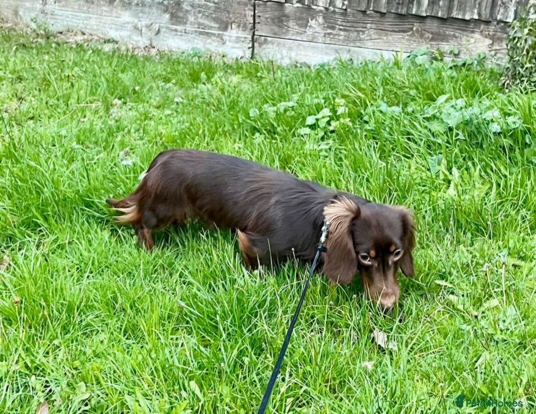 Miniature Dachshund dogs for stud: Handsome Miniature Dachshund Chocolate Stud  - Advert 4
