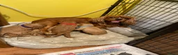 Cavapoo dogs for sale: Beautiful Golden cavapoo puppies - Advert 10