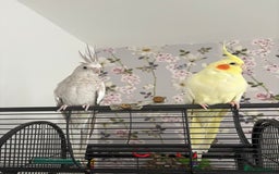 Cockatiels birds for sale: 2 female cockatiels - Advert 1