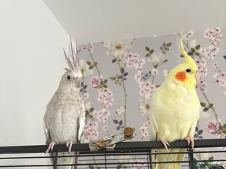 Cockatiels birds for sale: 2 female cockatiels - Advert 1