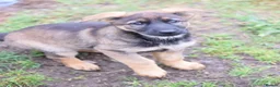 German Shepherd dogs for sale: Shorthaired German Shepherd  - Advert 4