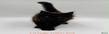 Maine Coon 1