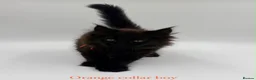 Maine Coon cats for sale: Maine coon kittens  - Advert 28