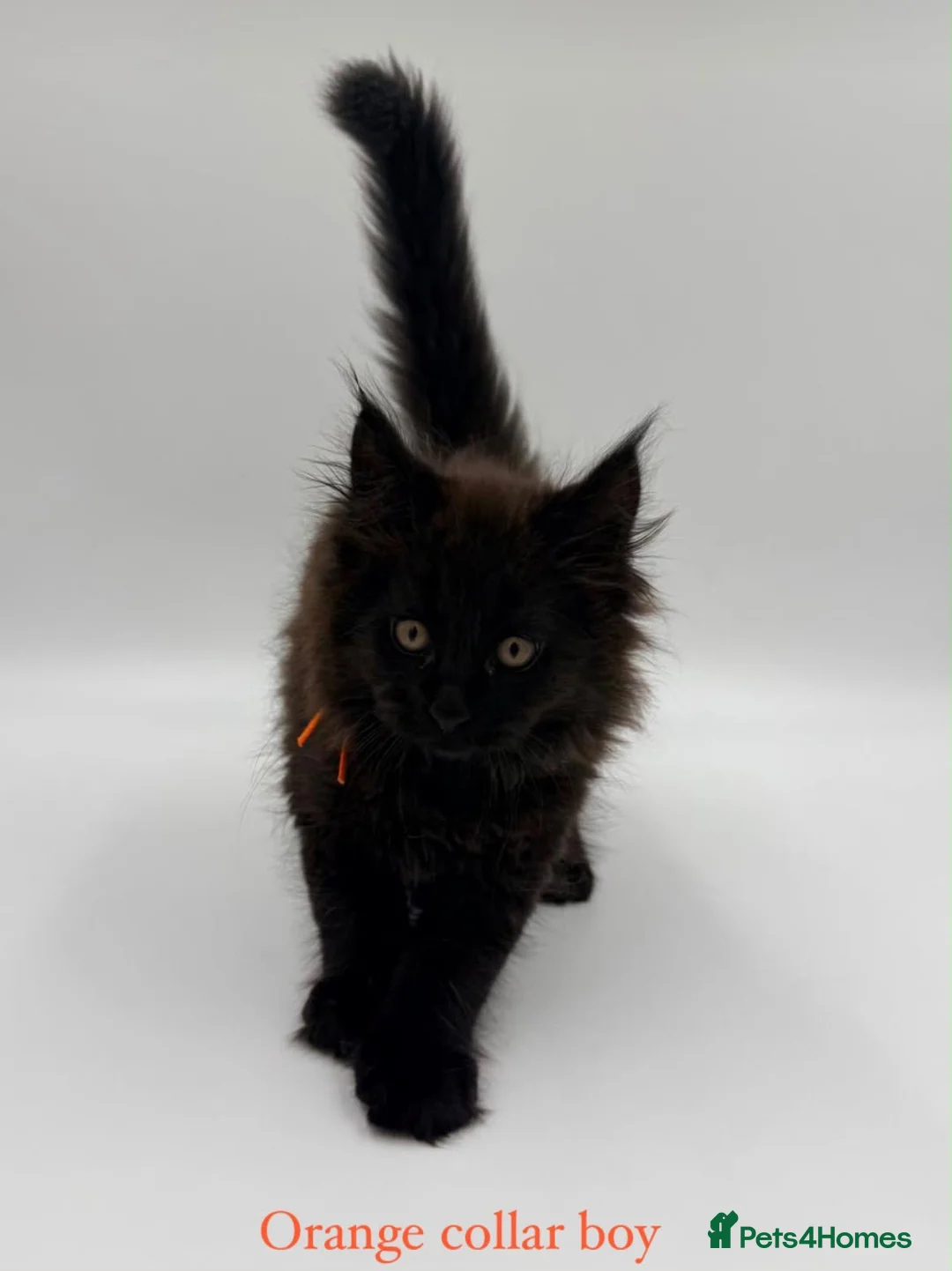Maine Coon cats for sale: Maine coon kittens  - Advert 28