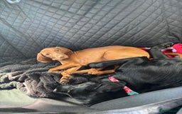 Hungarian Vizsla dogs for sale: Hungarian vizsla girl 5 months old  - Image 4