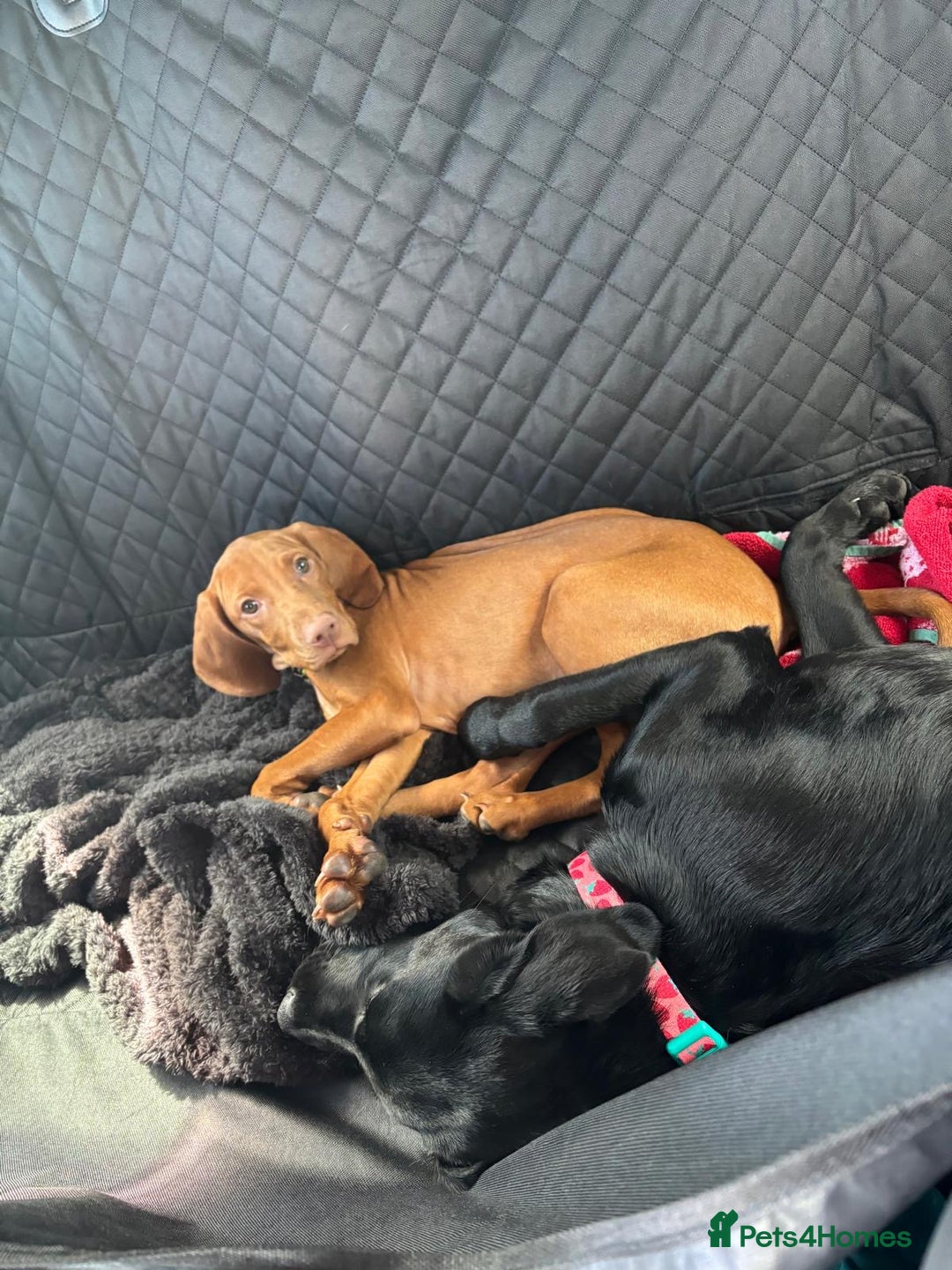 Hungarian Vizsla dogs for sale: Hungarian vizsla girl 5 months old  - Image 4