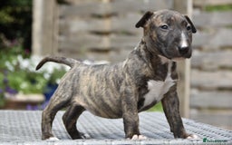 Miniature Bull terrier dogs for sale: Miniature x standard size bull terrier puppies  - Image 5