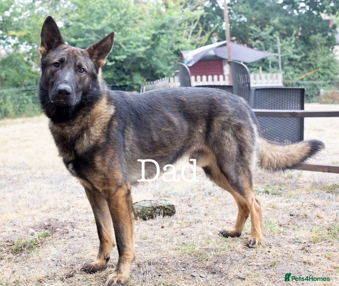 German Shepherd dogs for sale: German Shepherd puppies for sale  - Image 4