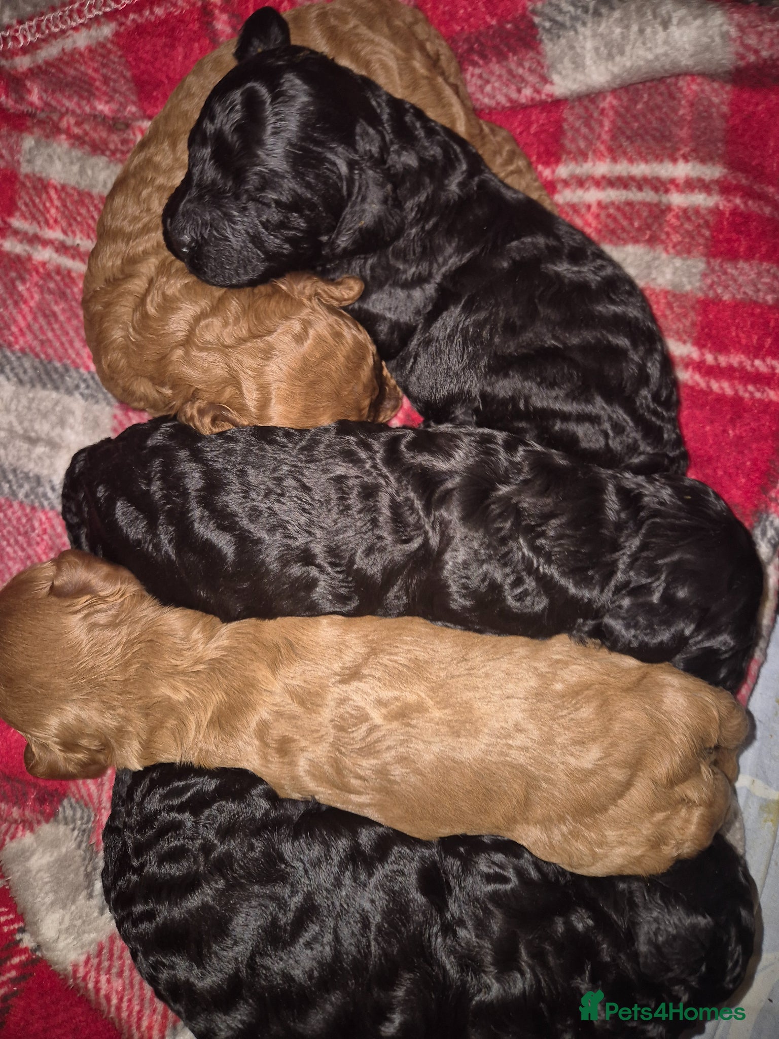 Cavapoo dogs **Stunning Cavapoo puppies** - Advert 2
