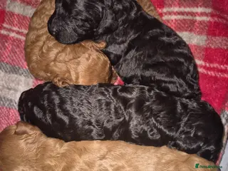 Cavapoo dogs **Stunning Cavapoo puppies** - Advert 2